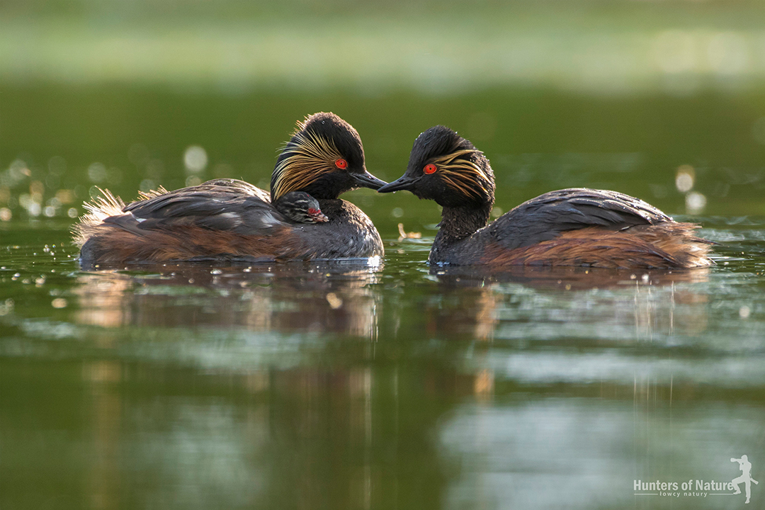 A pair of black-necked grebes swims on the water with their offspring
