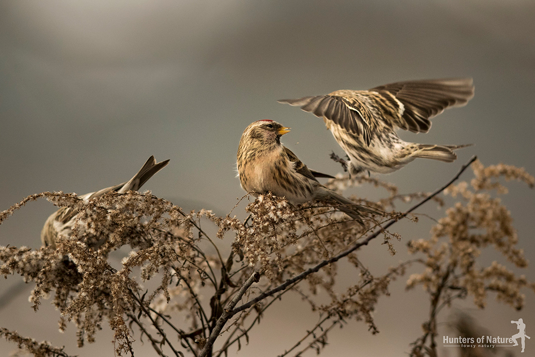 A group of common redpolls sits on a bush