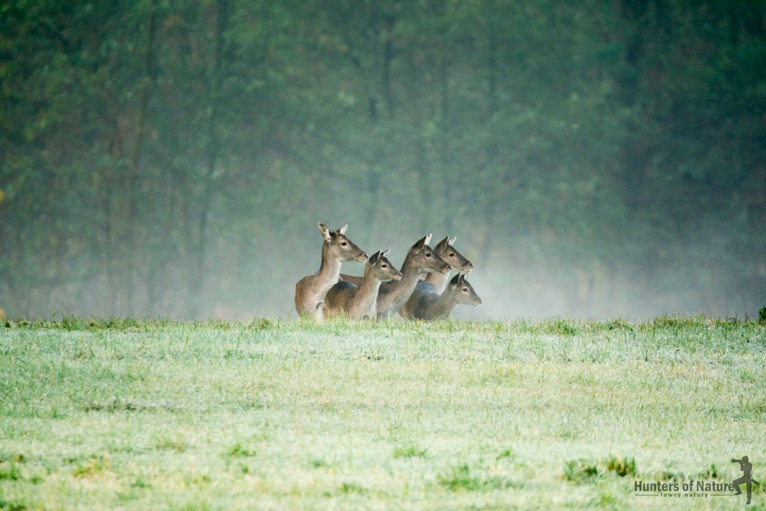 A herd of fallow deer stands in a meadow and looks at the surroundings