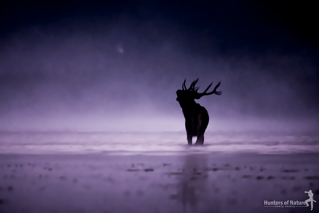 The silhouette of a red deer standing in the water looming in the fog