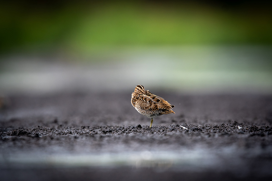  A common snipe standing on the mud, resting in the morning sun