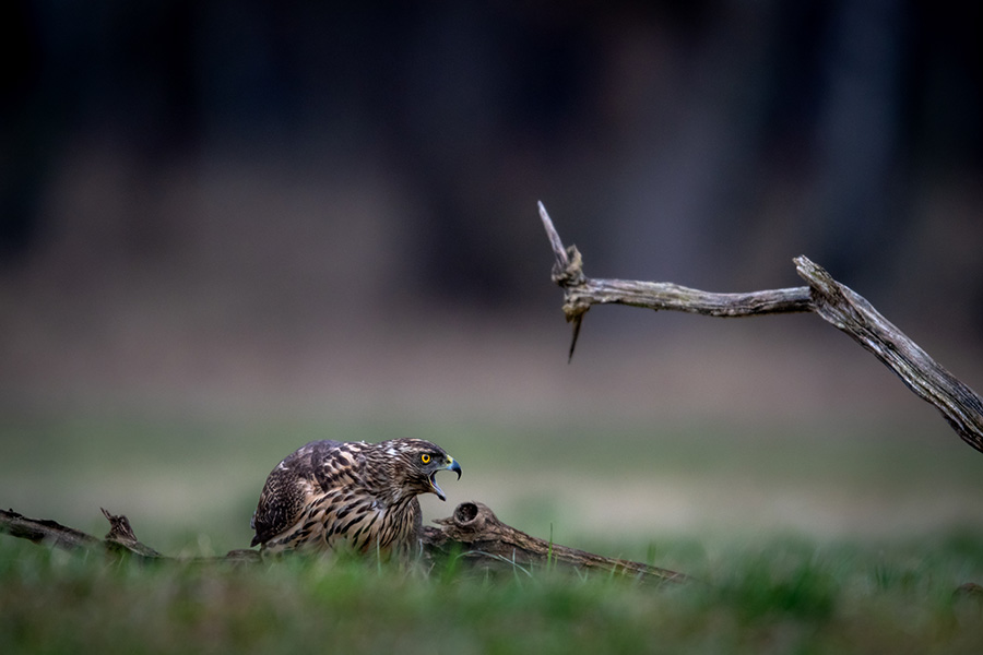 A eurasian goshawk sits on a tree branch lying in the meadow