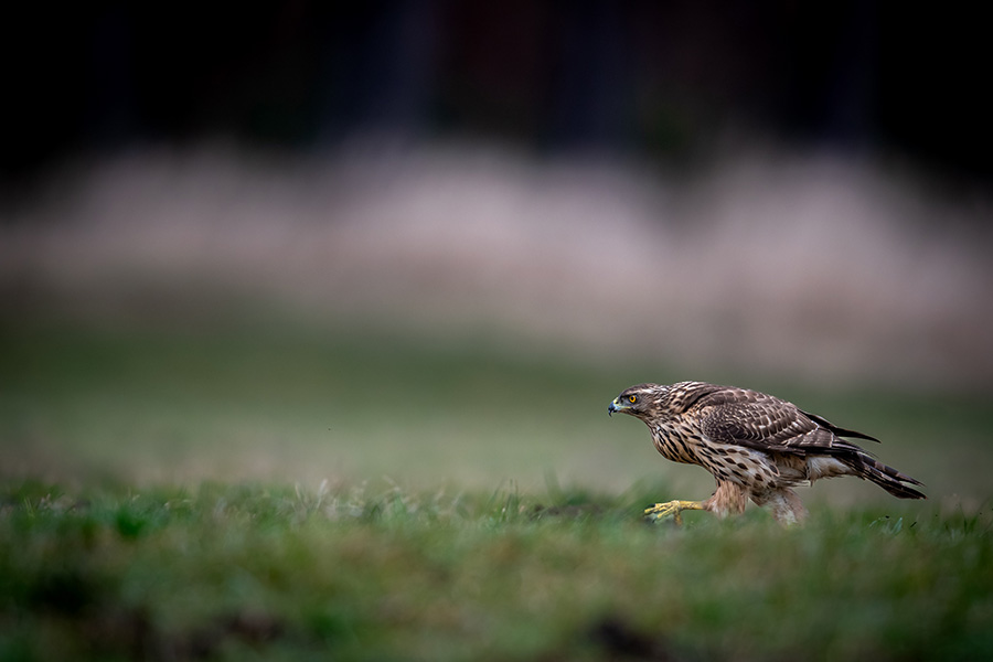 A eurasian goshawk walks in the meadow
