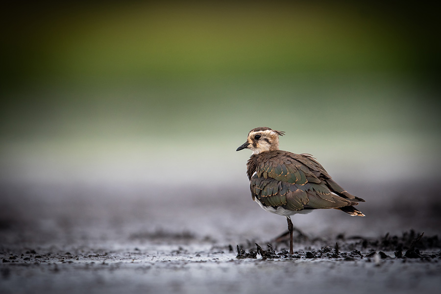  A northern lapwing standing on the mud, resting in the morning sun