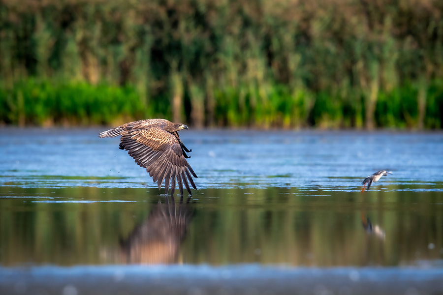 White-tailed eagle